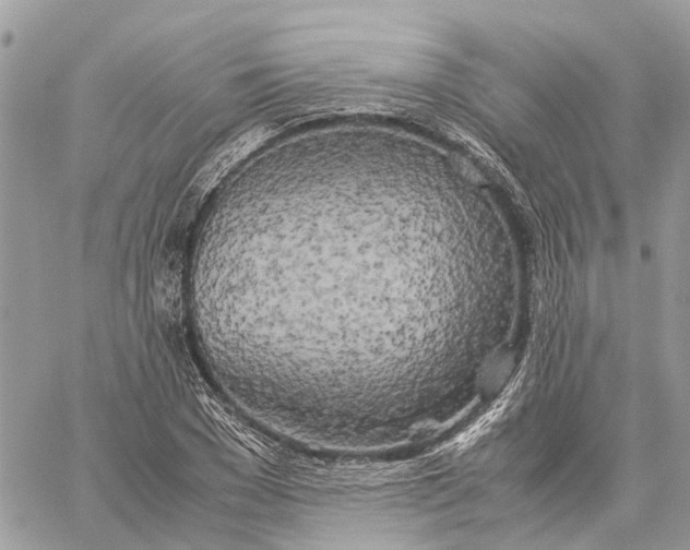 X0000060260977200511181350