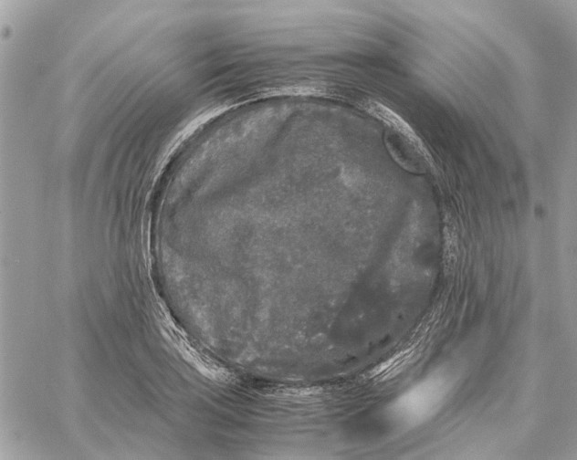 X0000060261035200511181349