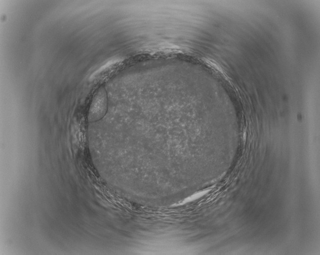 X0000060261063200511181348