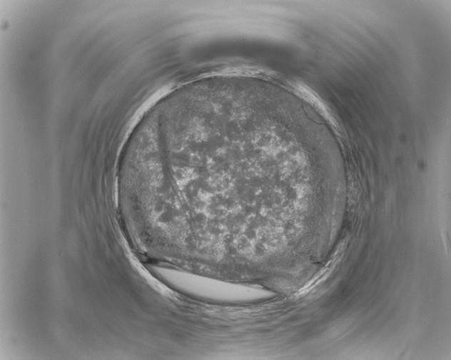 X0000060261095200511181348