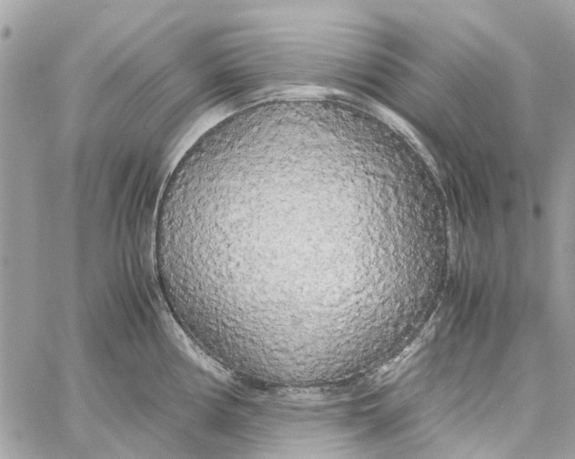 X0000060261194200511181346