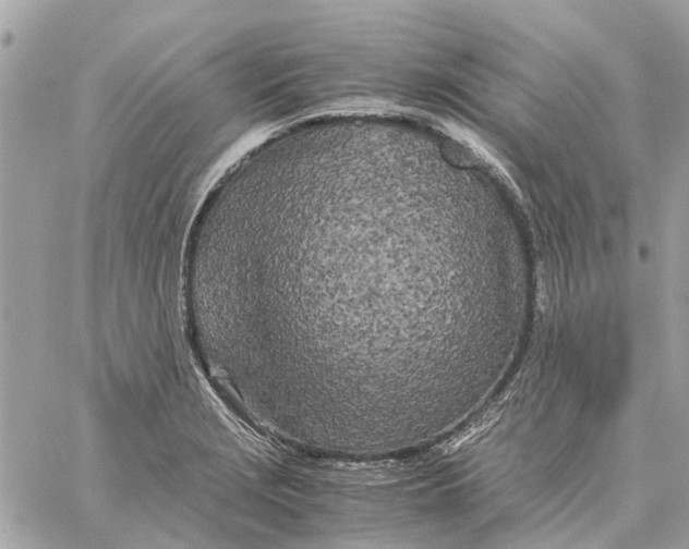 X0000060261229200511181346