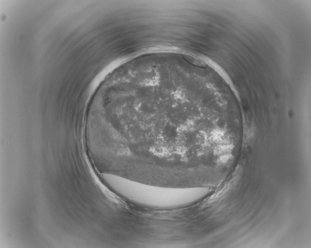 X0000060261245200511181346