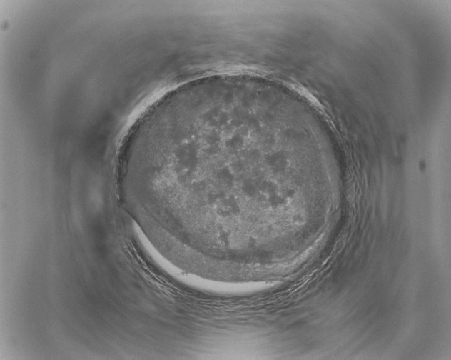 X0000060261263200511181345