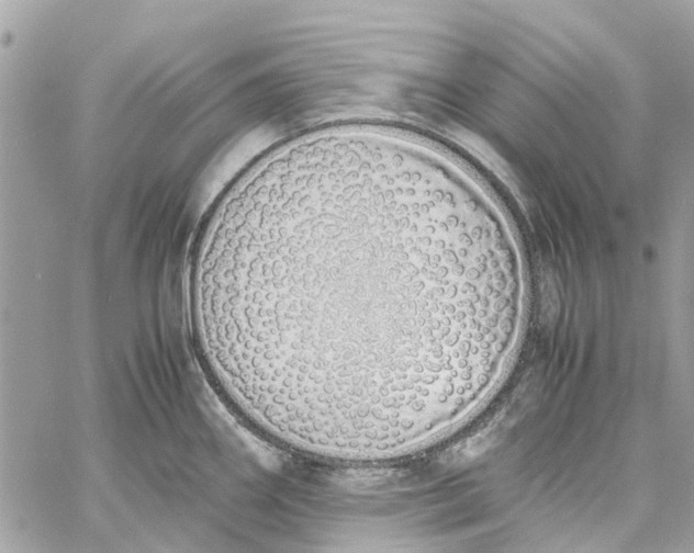 X0000060261290200511181345