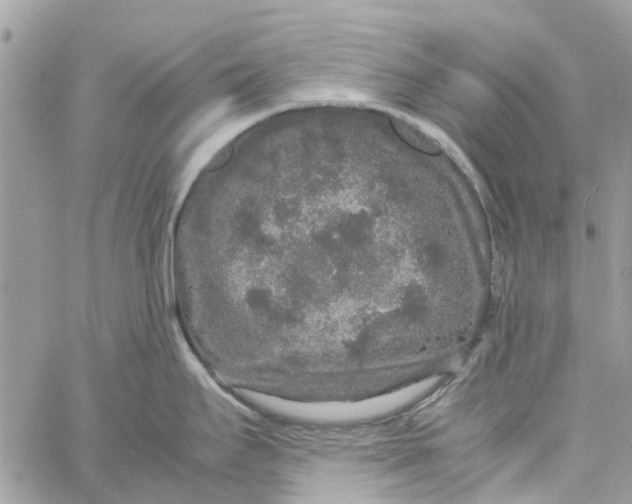 X0000060261295200511181344