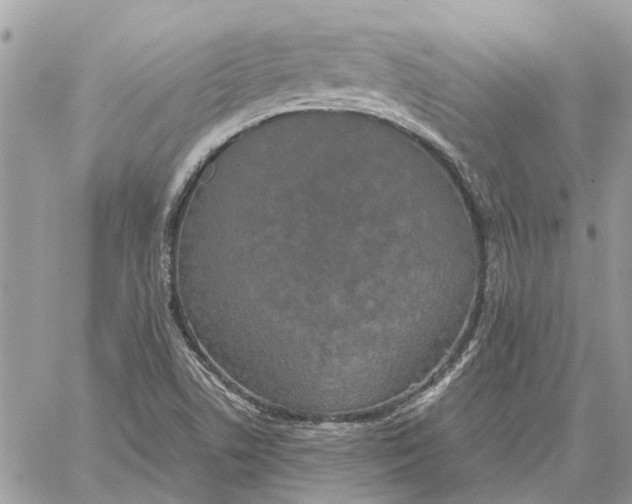 X0000060261506200511181341