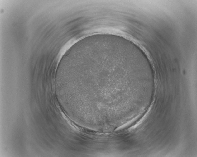 X0000060261529200511181341