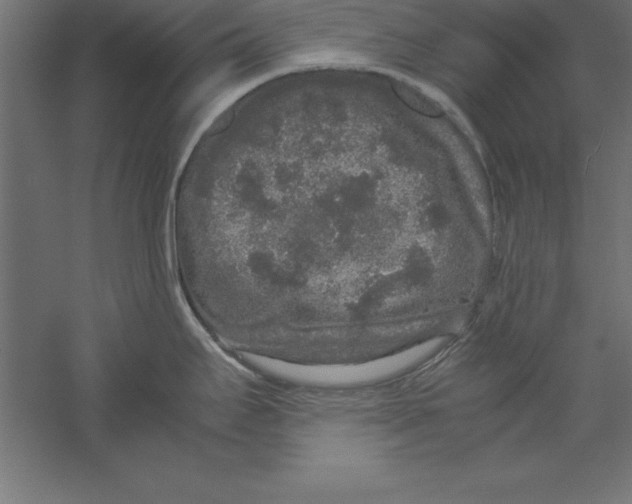 X0000060261295200511241417