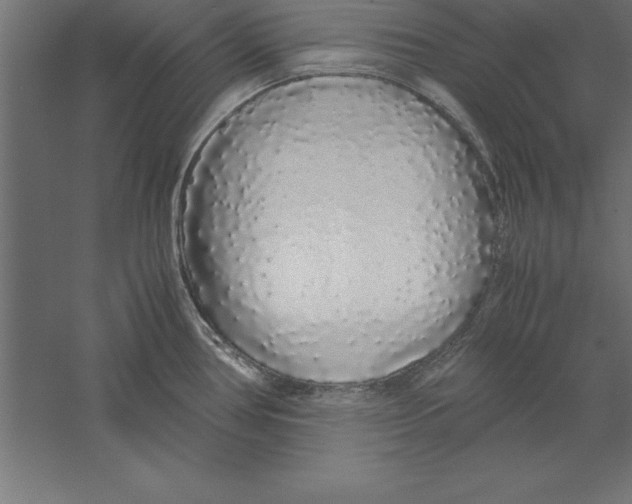 X0000060261386200511241416