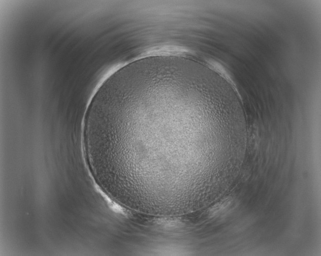 X0000060271103200510281225