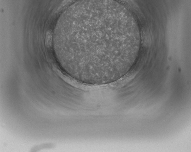 X0000060270036200511112058