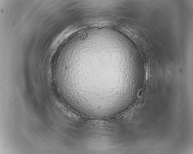 X0000060270339200511112052