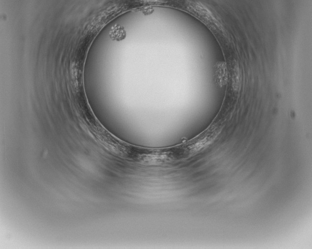 X0000060270366200511112053