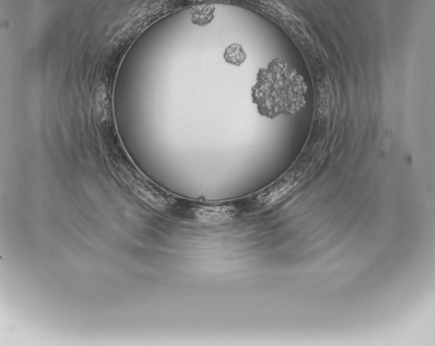 X0000060270465200511112051