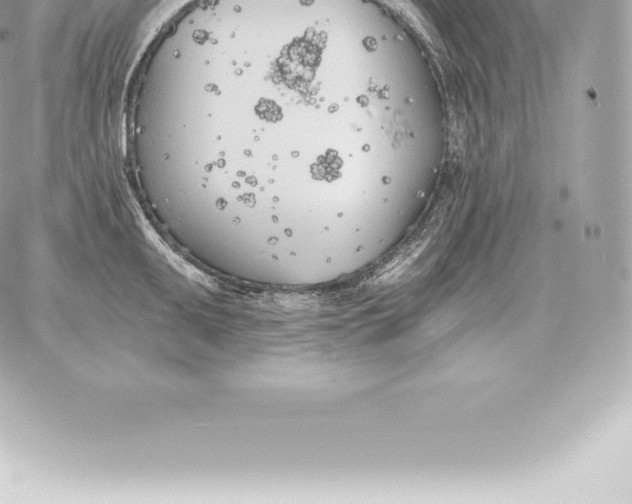 X0000060271095200511112041