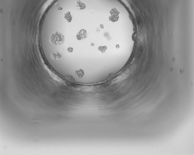 X0000060271245200511112039