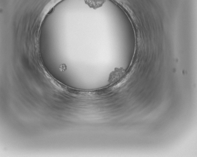 X0000060271529200511112034