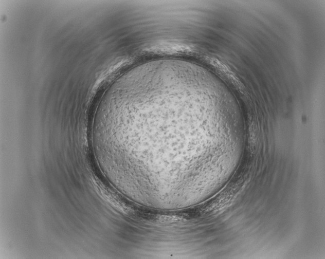 X0000060270399200511181425