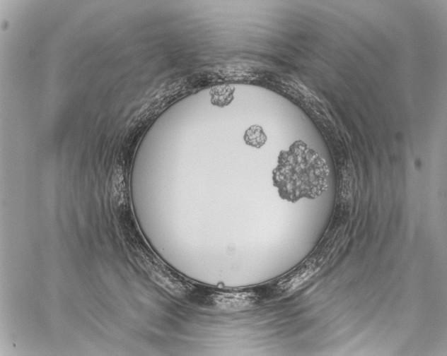 X0000060270465200511181424