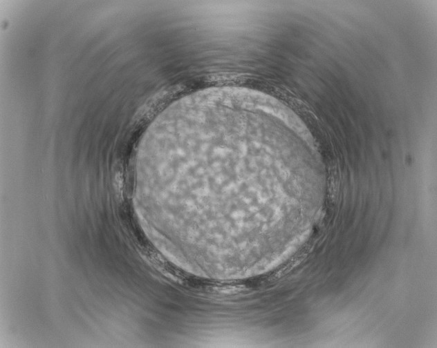 X0000060270716200511181419