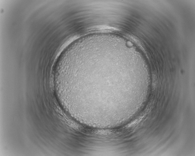 X0000060270835200511181417