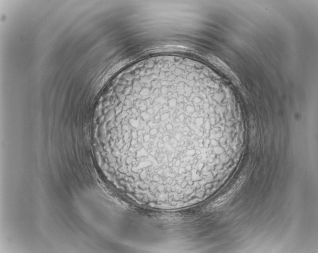 X0000060270945200511181416