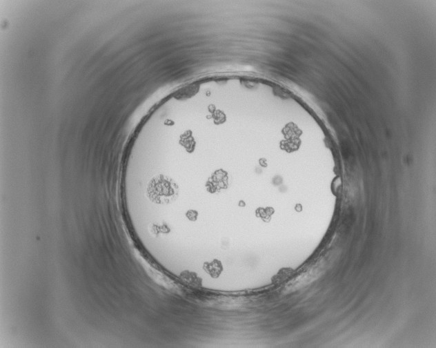 X0000060271245200511181411