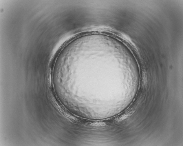 X0000060271368200511181409