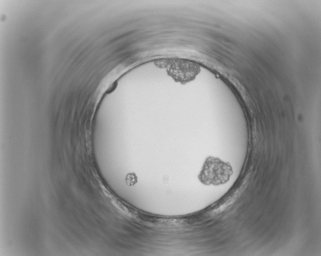 X0000060271529200511181406