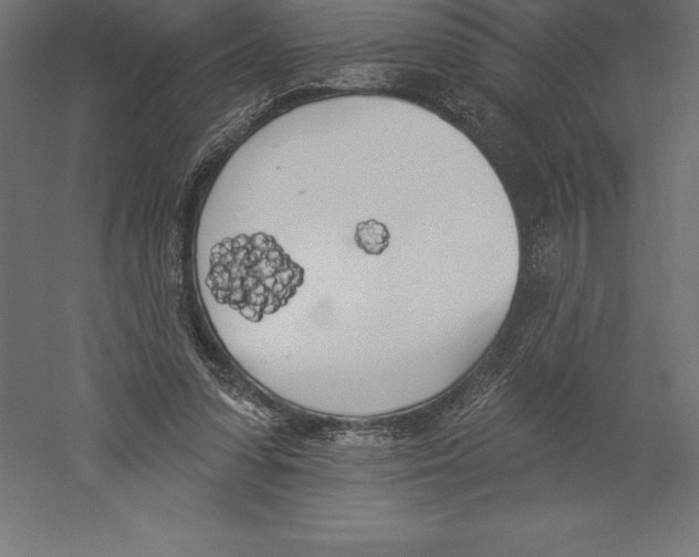 X0000060270303200511241501