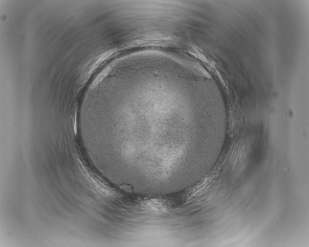 X0000060280062200510281242