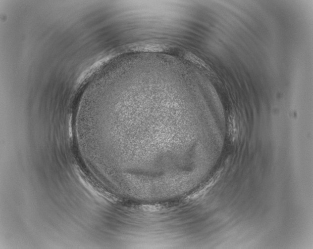 X0000060280302200511112120