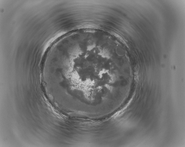 X0000060281117200511112106