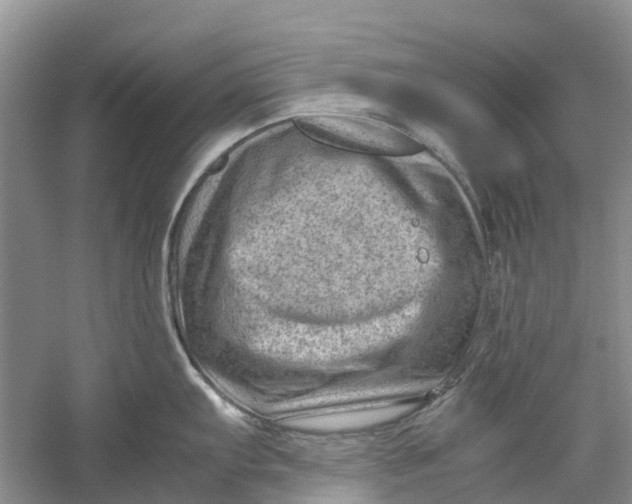 X0000060281103200511181315