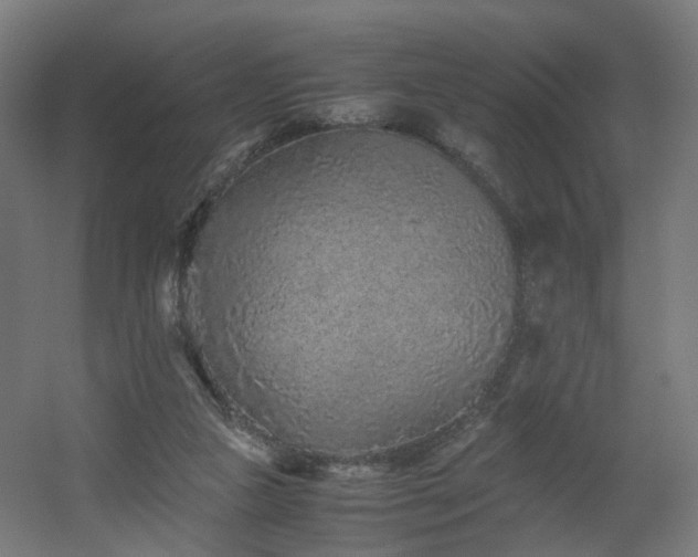 X0000060550161200511031226