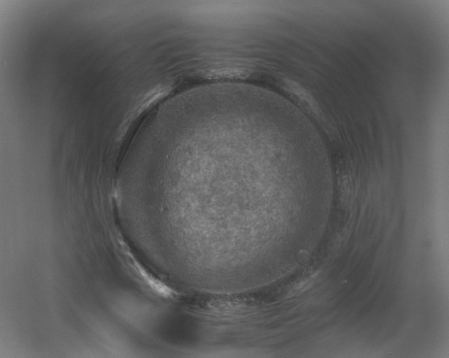 X0000060550729200511031216