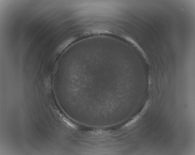 X0000060550785200511031215