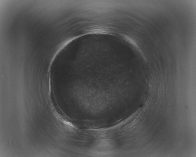 X0000060551323200511031206