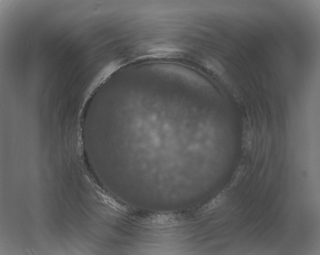 X0000060551362200511031206
