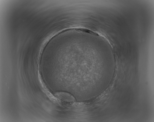 X0000060550145200511070930