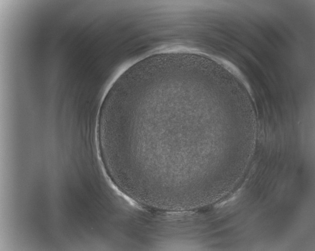 X0000060550863200511101535