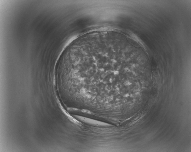 X0000060551095200511101531