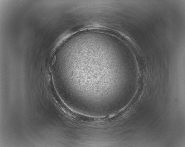 X0000060551363200511101526