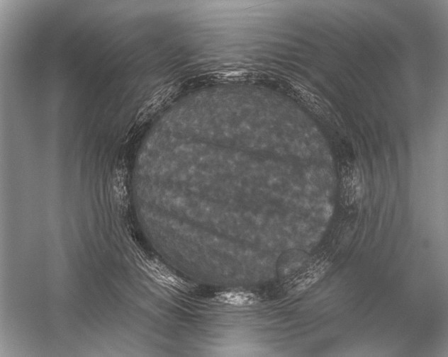 X0000060550654200511171540