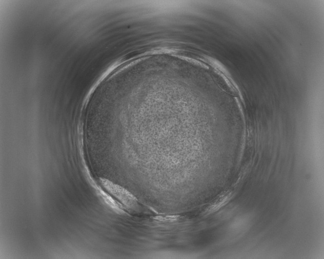 X0000060550859200511171537