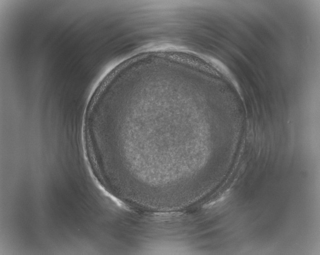 X0000060550863200511171537