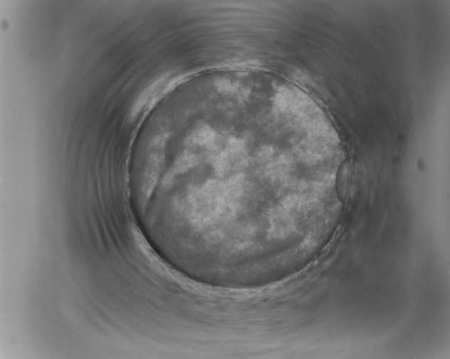 X0000060550002200511241237