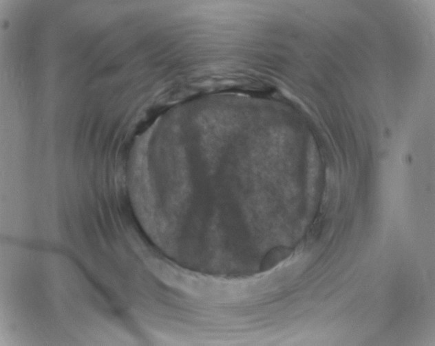 X0000060550048200511241236