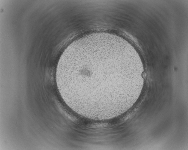 X0000060550065200511241236